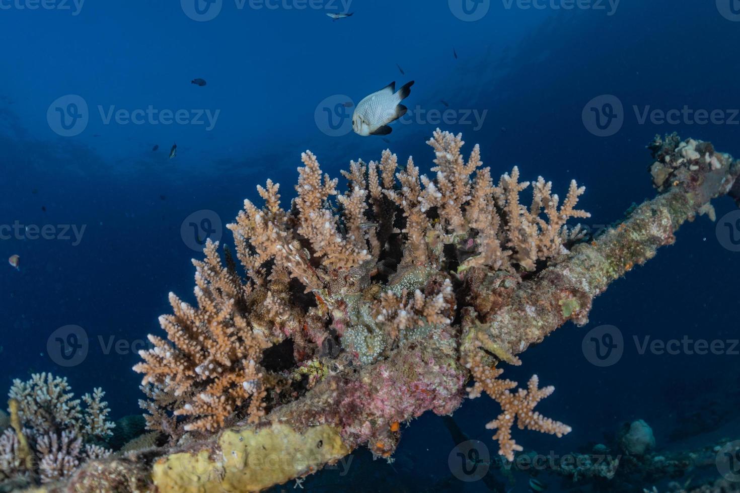 Arrecifes de coral y plantas acuáticas en el mar rojo, eilat israel foto