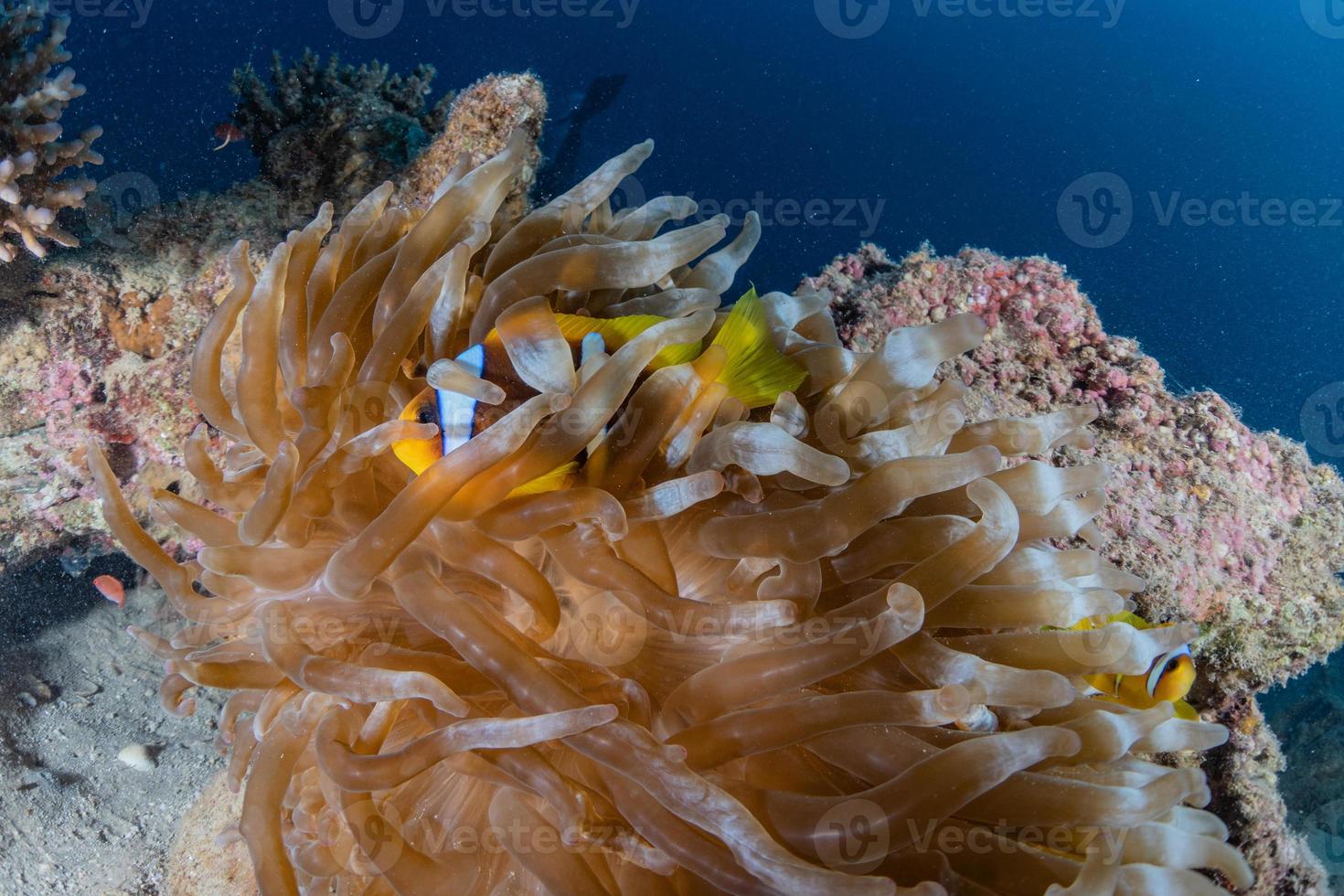 Coral reef and water plants in the Red Sea, Eilat Israel photo