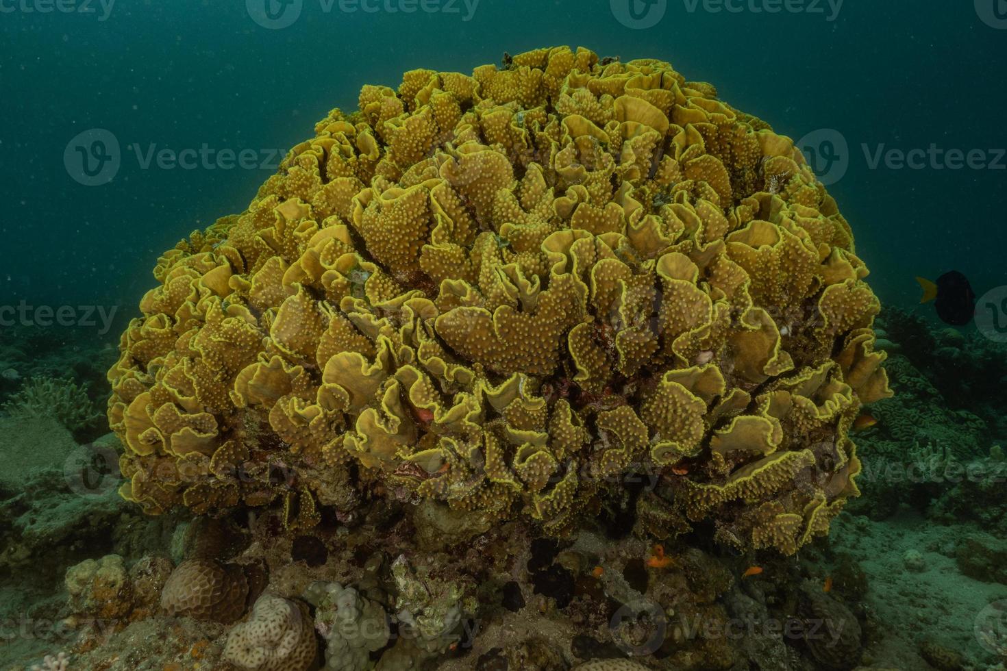 Coral reef and water plants in the Red Sea, Eilat Israel photo