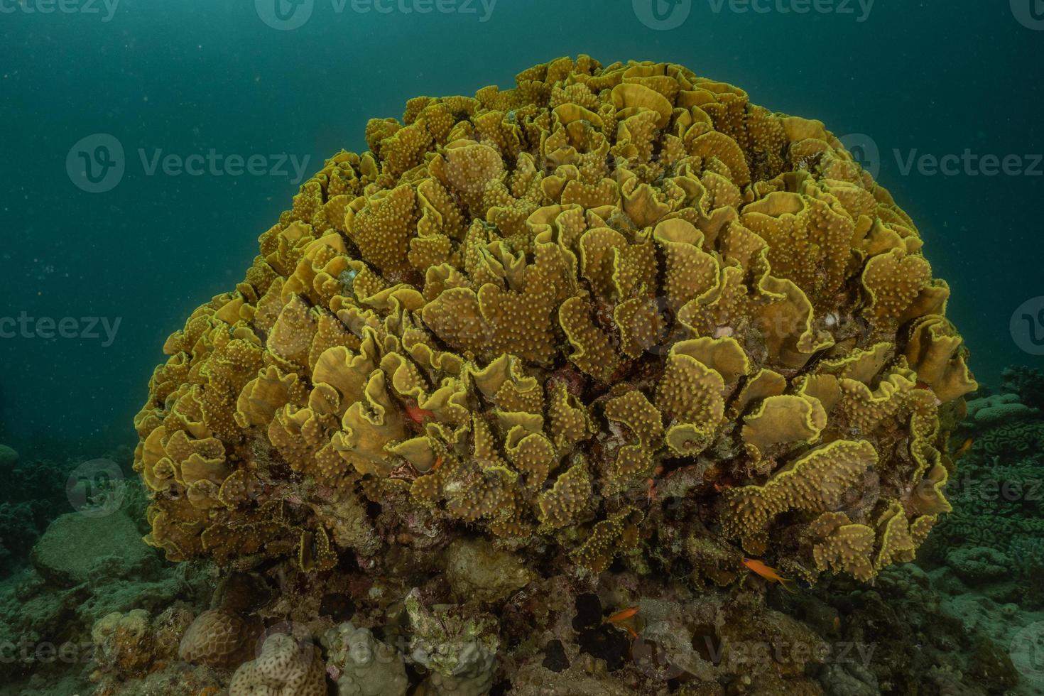 Coral reef and water plants in the Red Sea, Eilat Israel photo