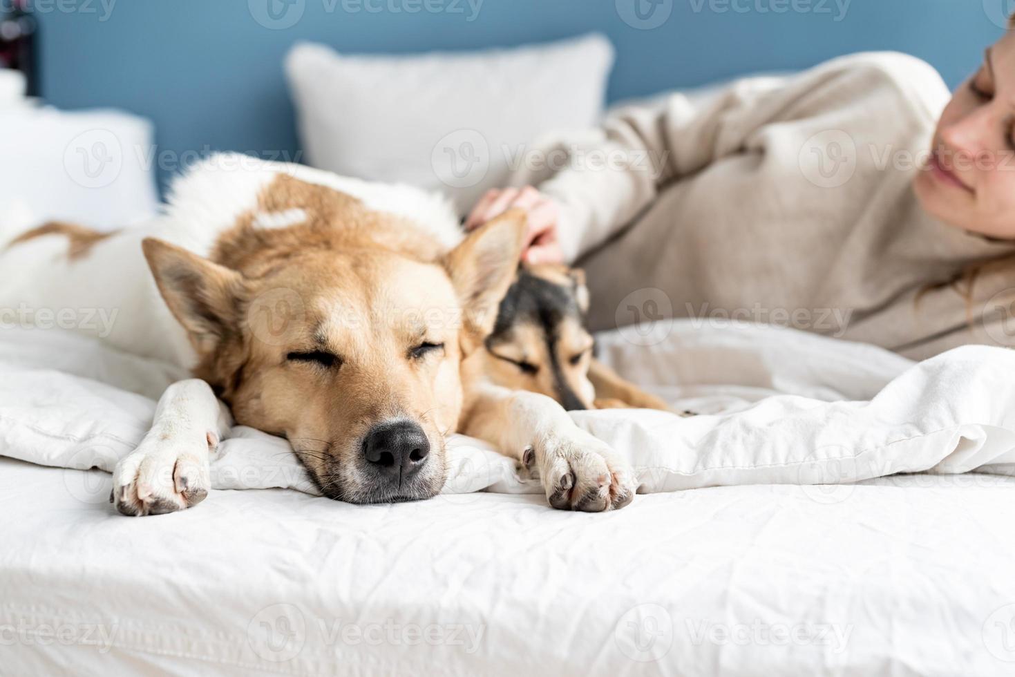 Happy young woman lying in the bed with her dogs photo