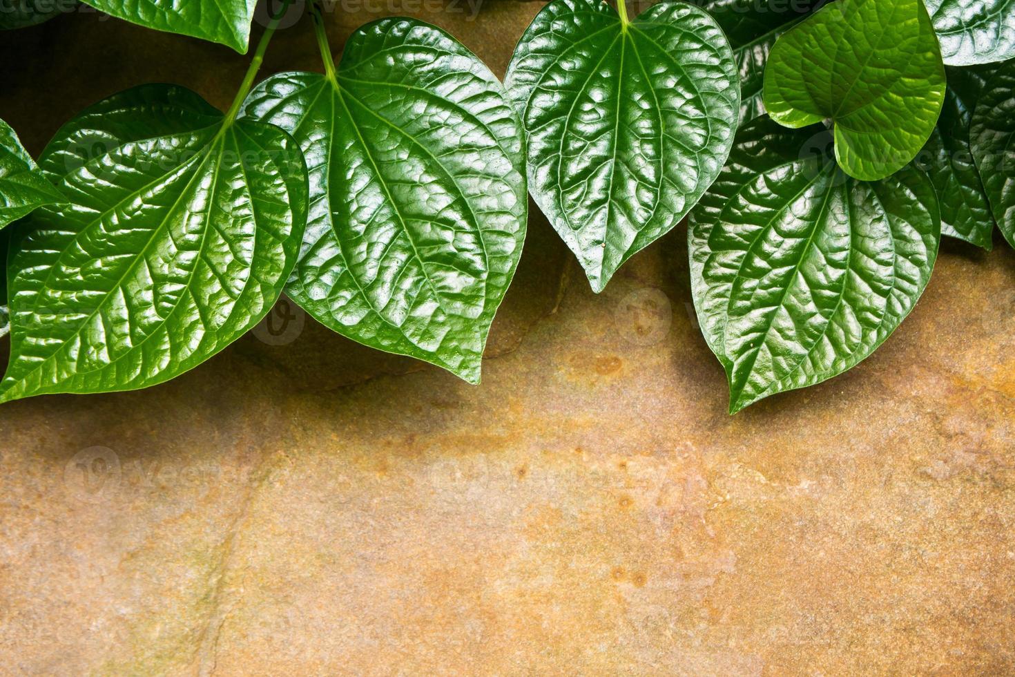 Leaves of Piper sarmentosum photo