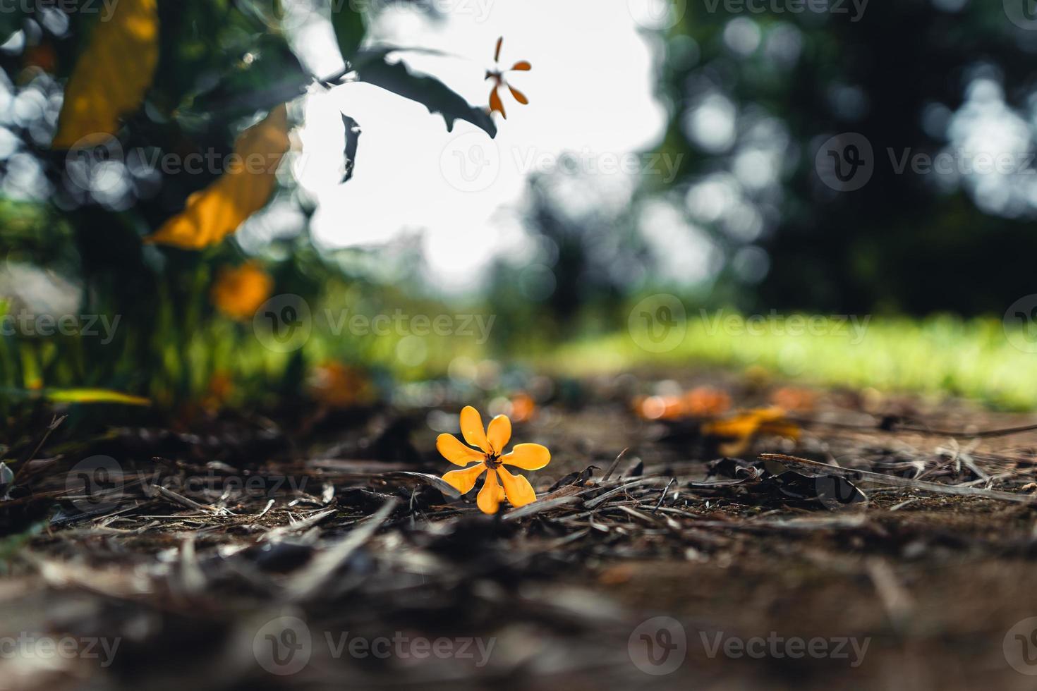 yellow flowers on rainy day in nature photo