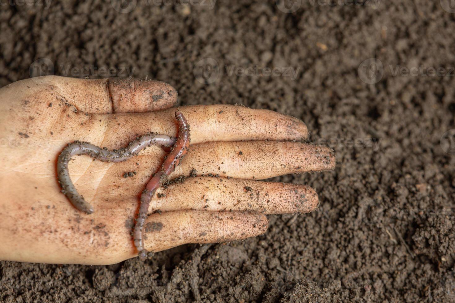 A woman carries a worm in fertile soil from a natural source. photo