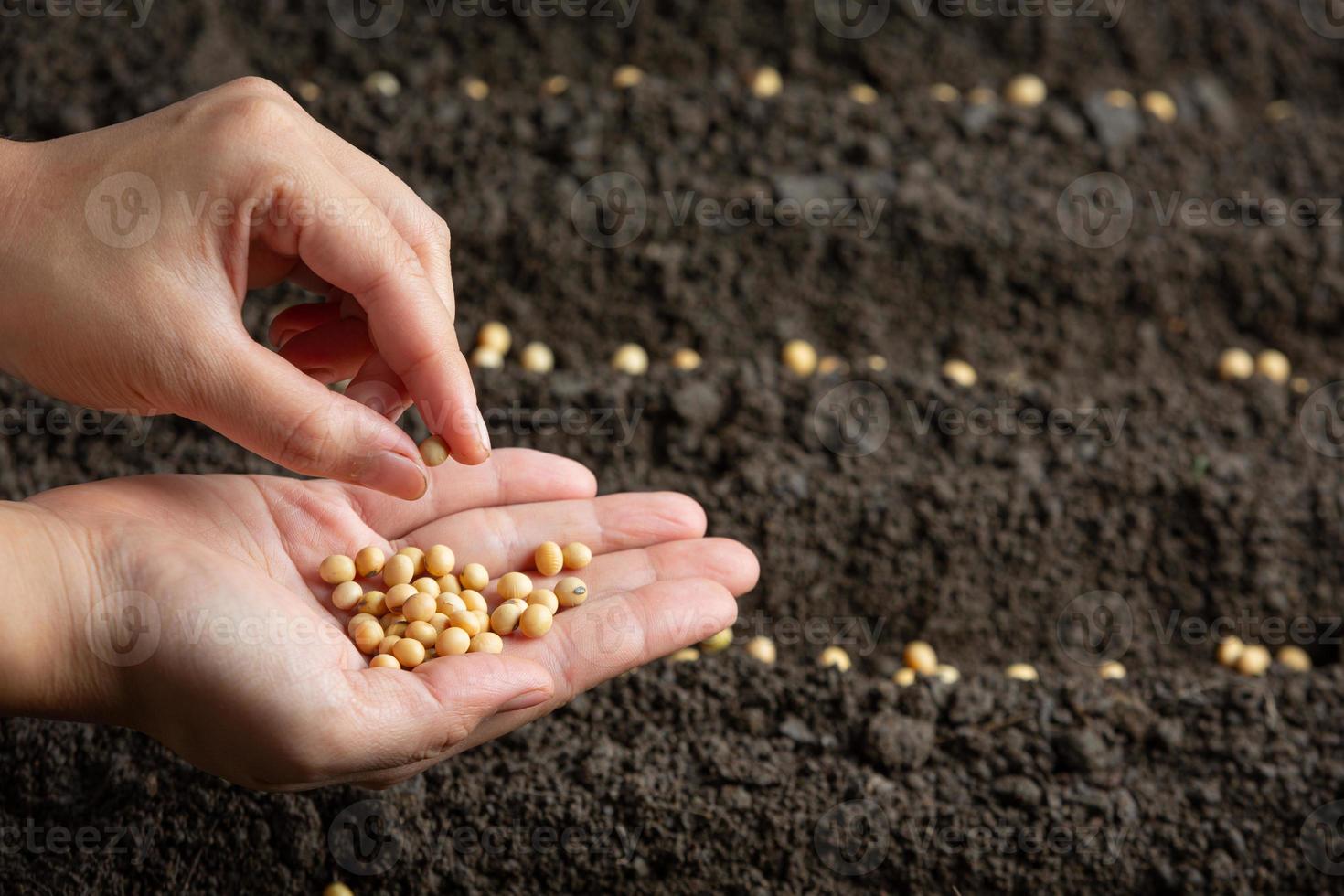 woman planting soybeans in fertile soil Space for text. photo