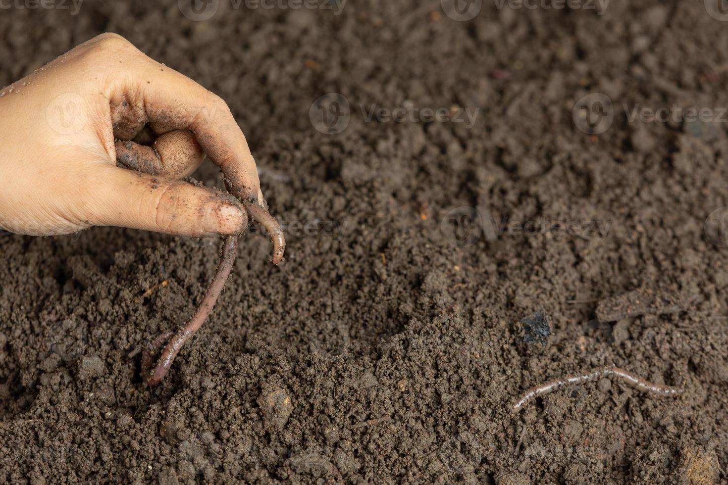 una mujer lleva un gusano en suelo fértil de una fuente natural. foto