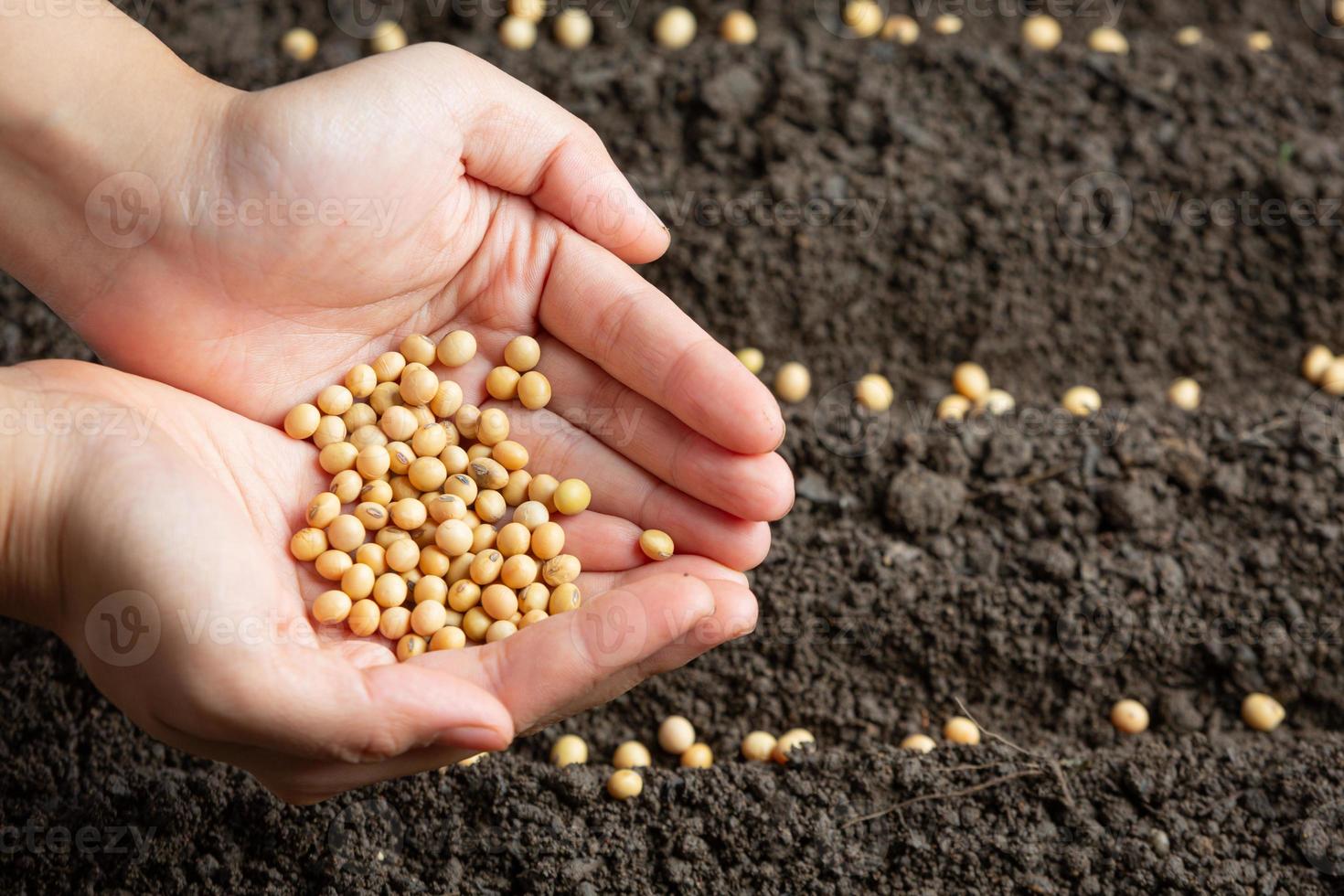 woman planting soybeans in fertile soil Space for text. photo