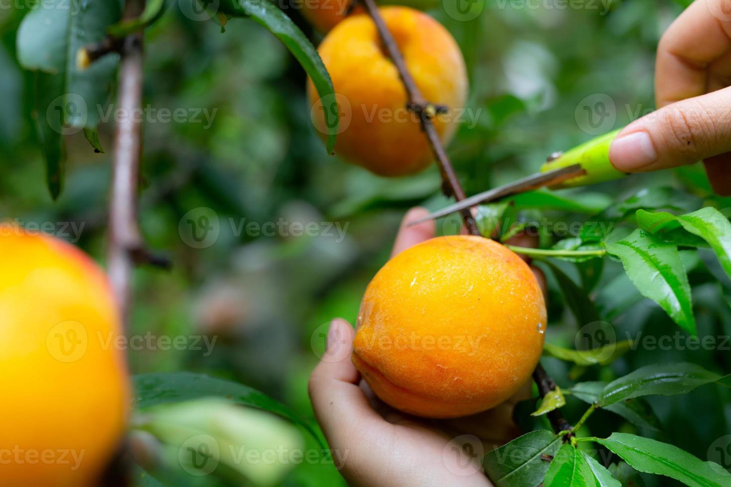 Mano de mujer recogiendo duraznos de un árbol foto