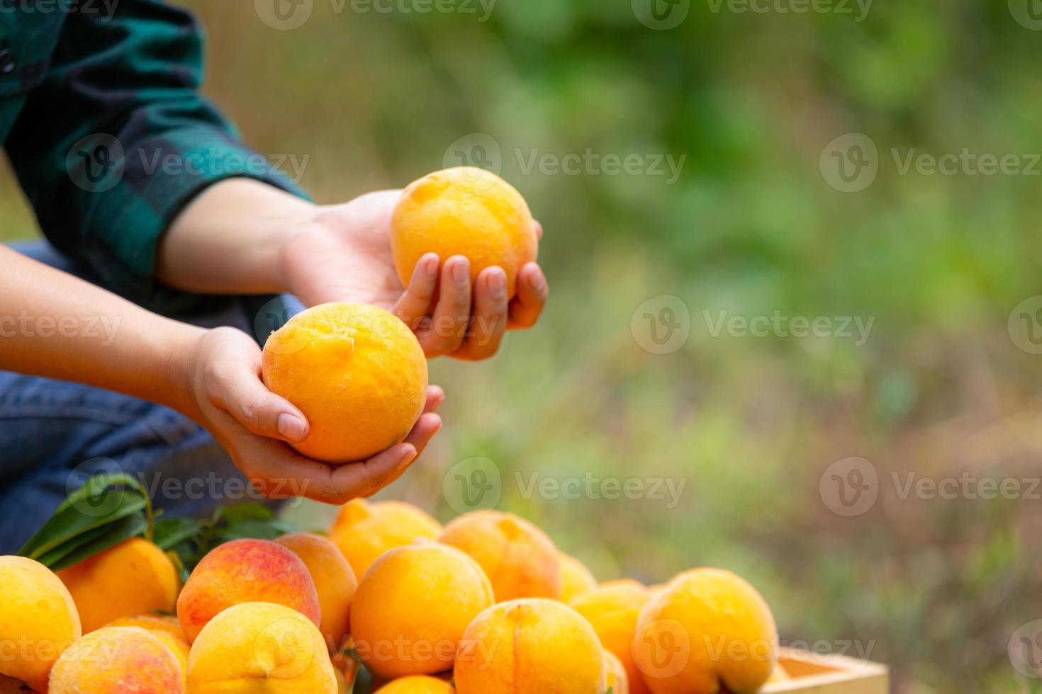 joven agricultor sosteniendo melocotones foto