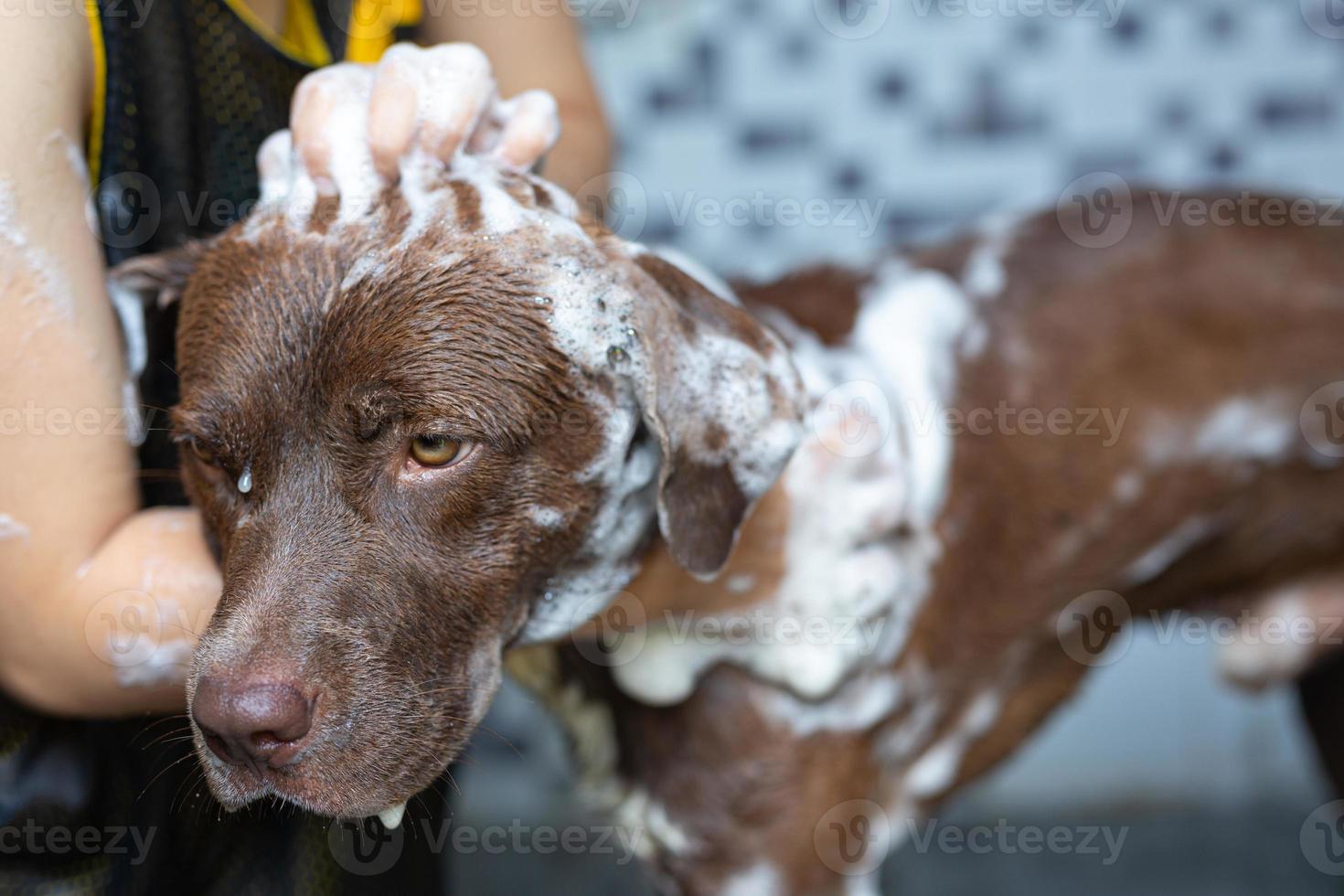 Young woman taking a bath with her favorite dog photo