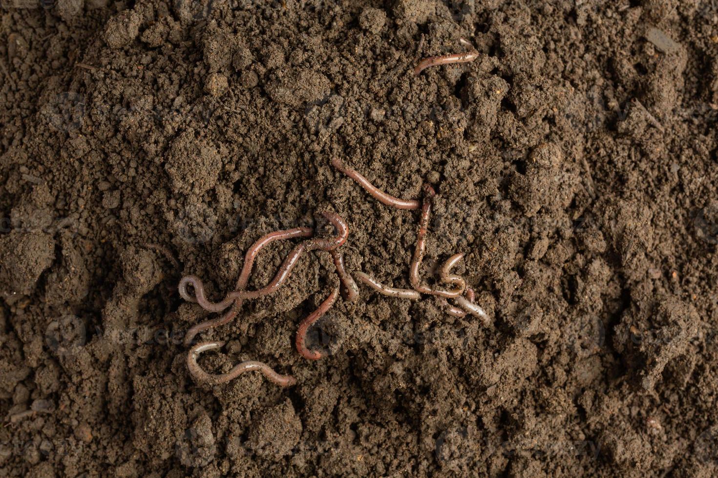 A woman carries a worm in fertile soil from a natural source. photo