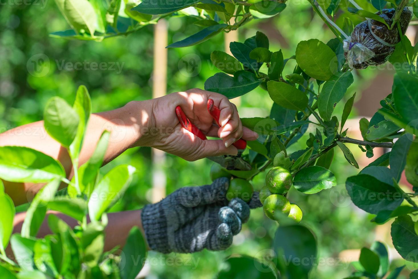 Cerrar las manos del agricultor cosechar la fruta de limón del árbol en la granja foto