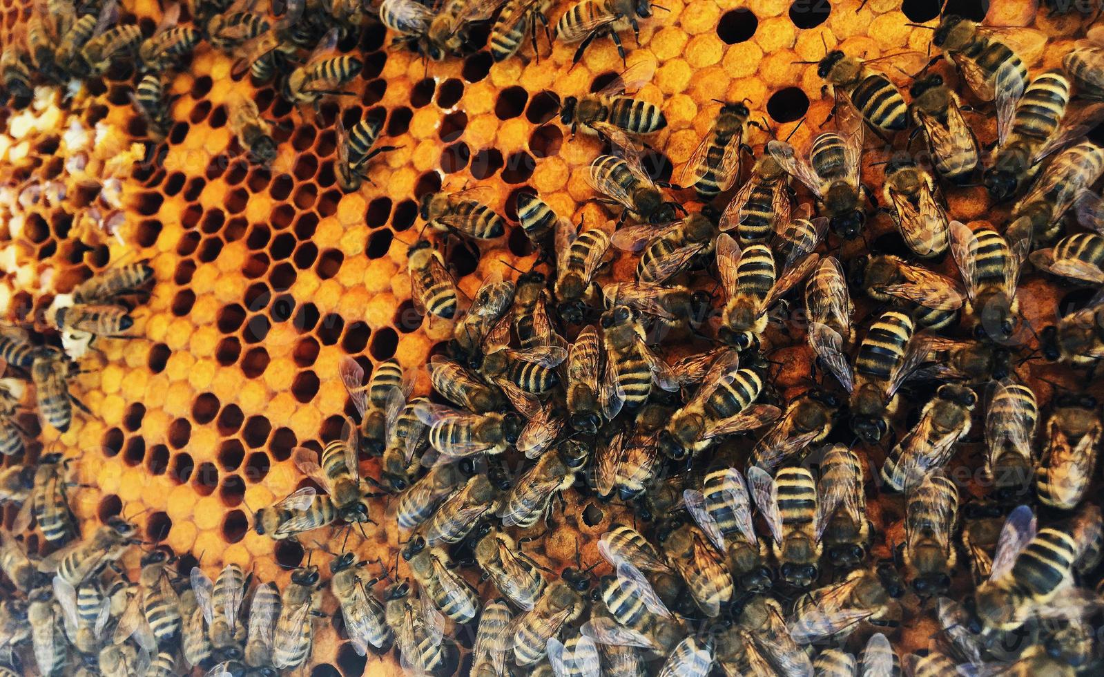 hexagon structure is honeycomb from bee hive filled with golden honey photo