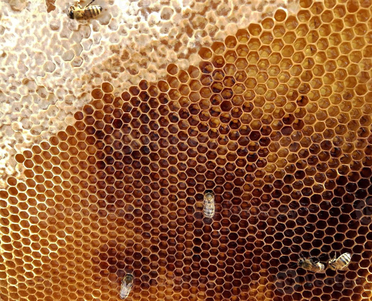 La estructura hexagonal es un panal de abejas de una colmena llena de miel dorada. foto