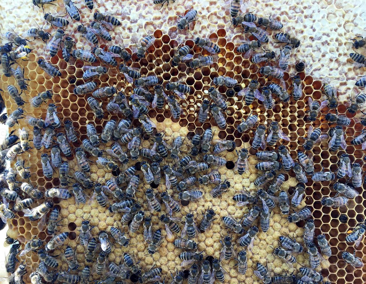La estructura hexagonal es un panal de abejas de una colmena llena de miel dorada. foto