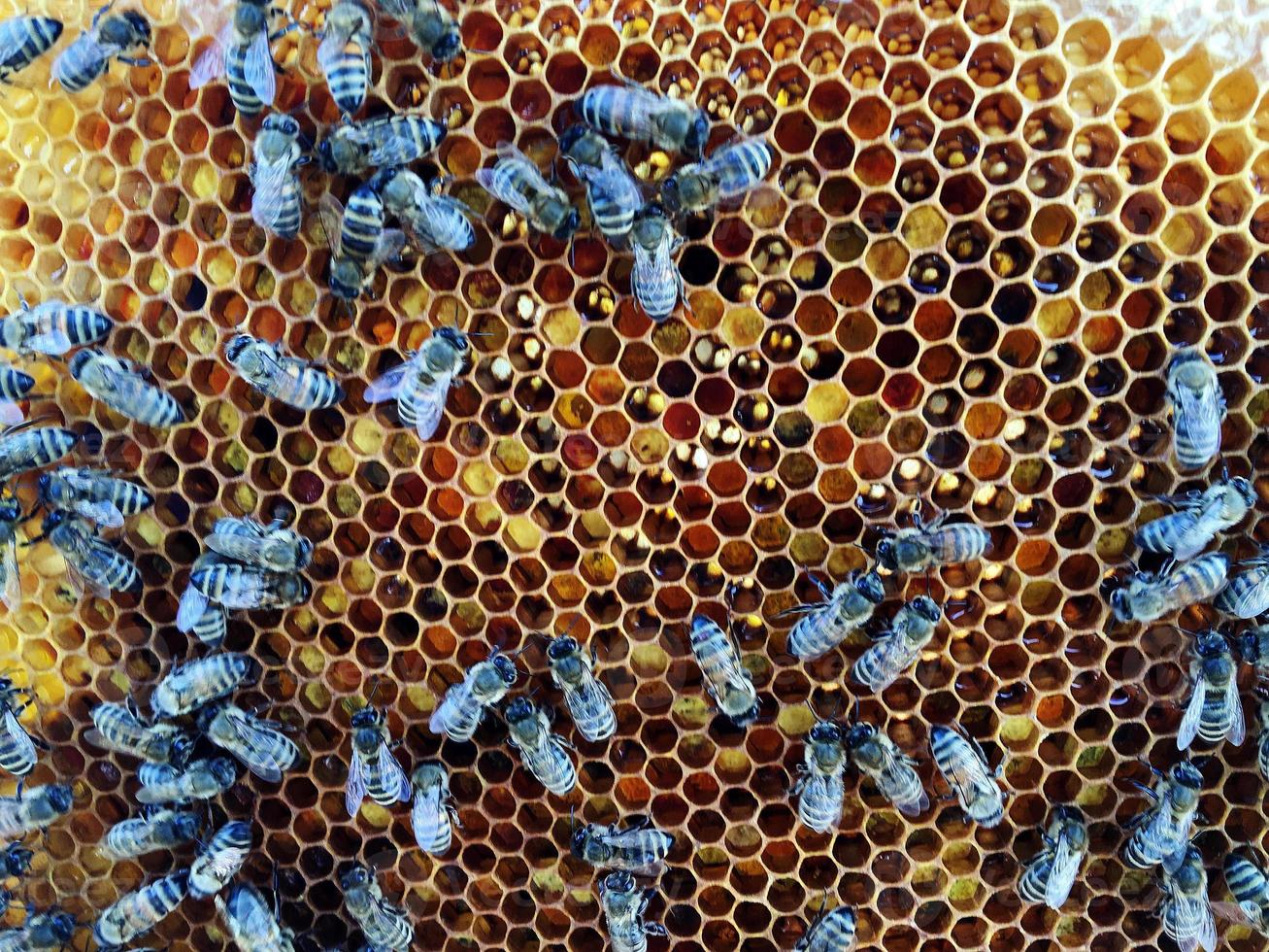 hexagon structure is honeycomb from bee hive filled with golden honey photo