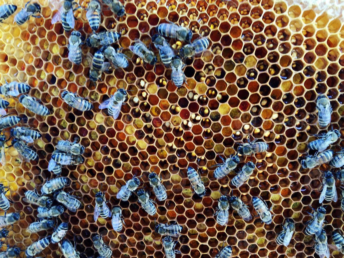 La estructura hexagonal es un panal de abejas de una colmena llena de miel dorada. foto