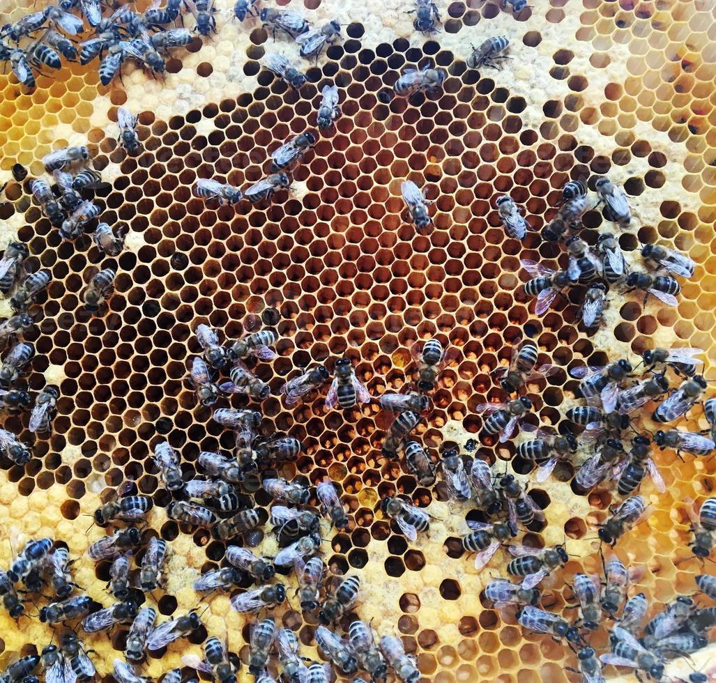 La estructura hexagonal es un panal de abejas de una colmena llena de miel dorada. foto