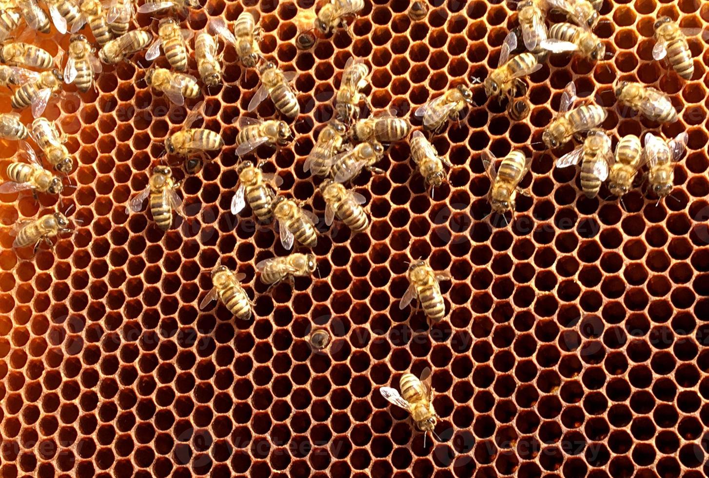 Fondo de textura hexagonal, panal de cera de una colmena de abejas foto