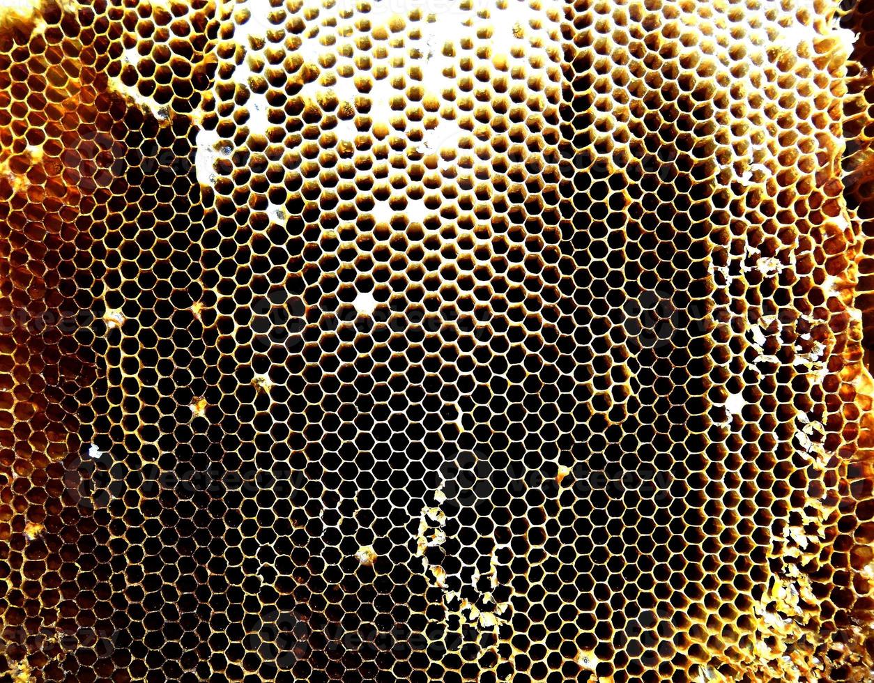 Background hexagon texture, wax honeycomb from a bee hive photo