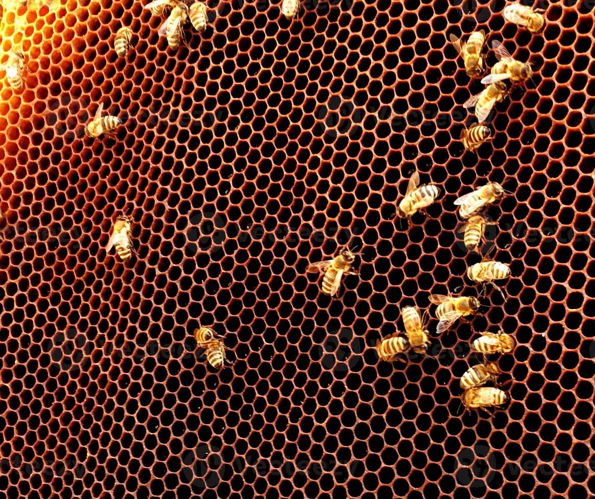 Background hexagon texture, wax honeycomb from a bee hive photo