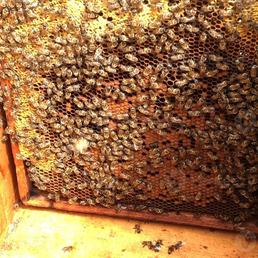 Fondo de textura hexagonal, panal de cera de una colmena de abejas foto