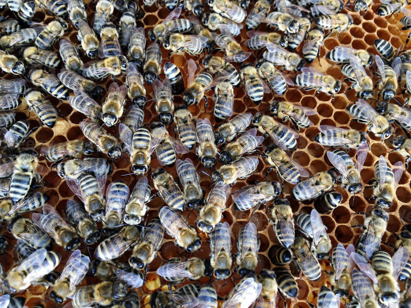 hexagon structure is honeycomb from bee hive filled with golden honey photo