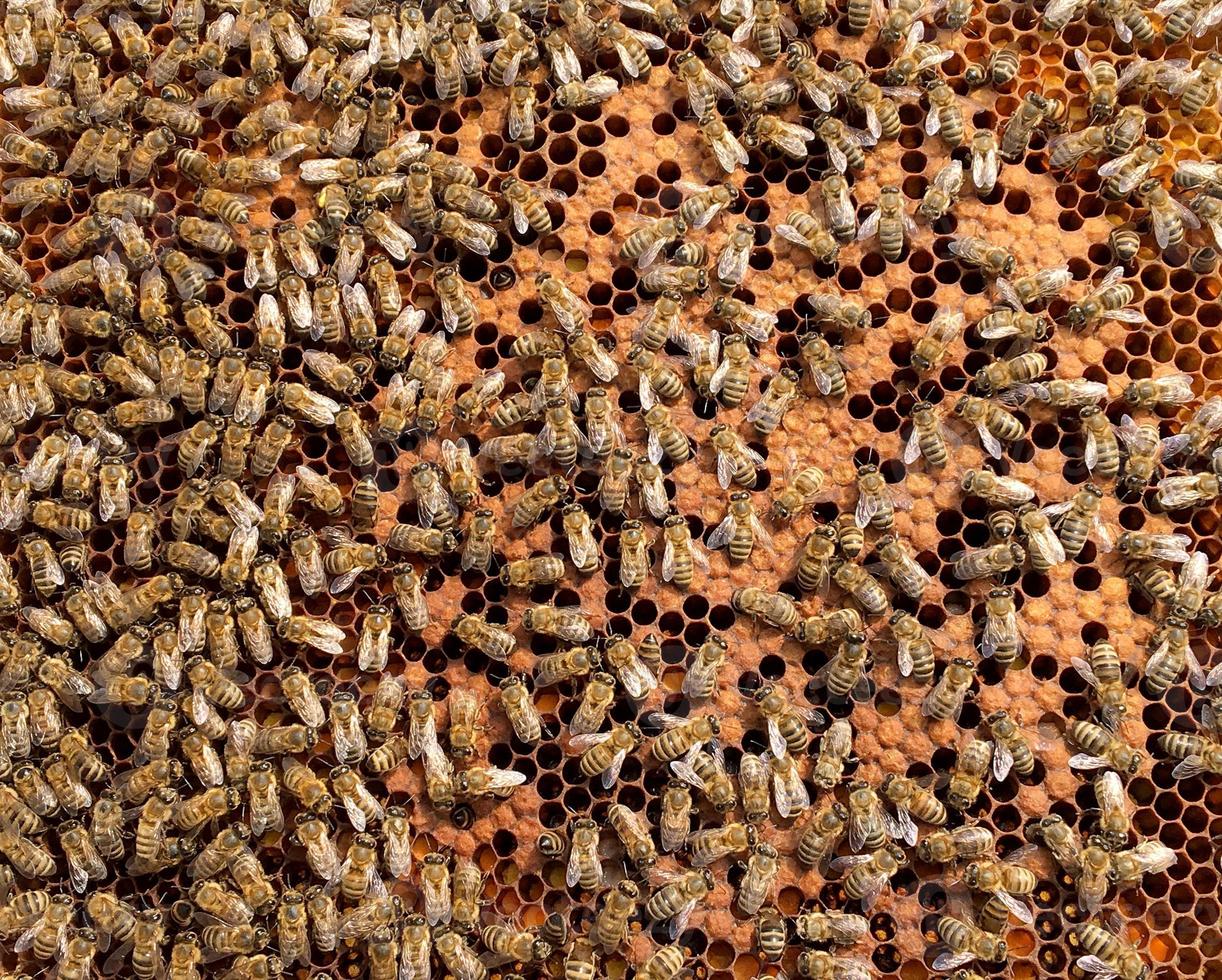 Background hexagon texture, wax honeycomb from a bee hive photo