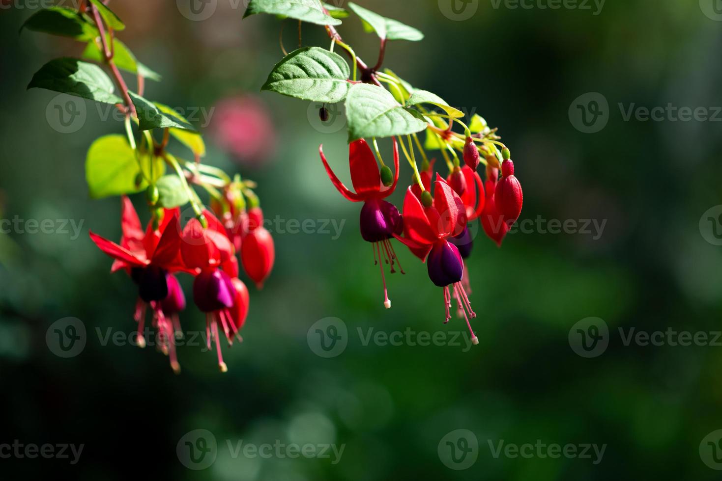 beautiful flower in the garden photo