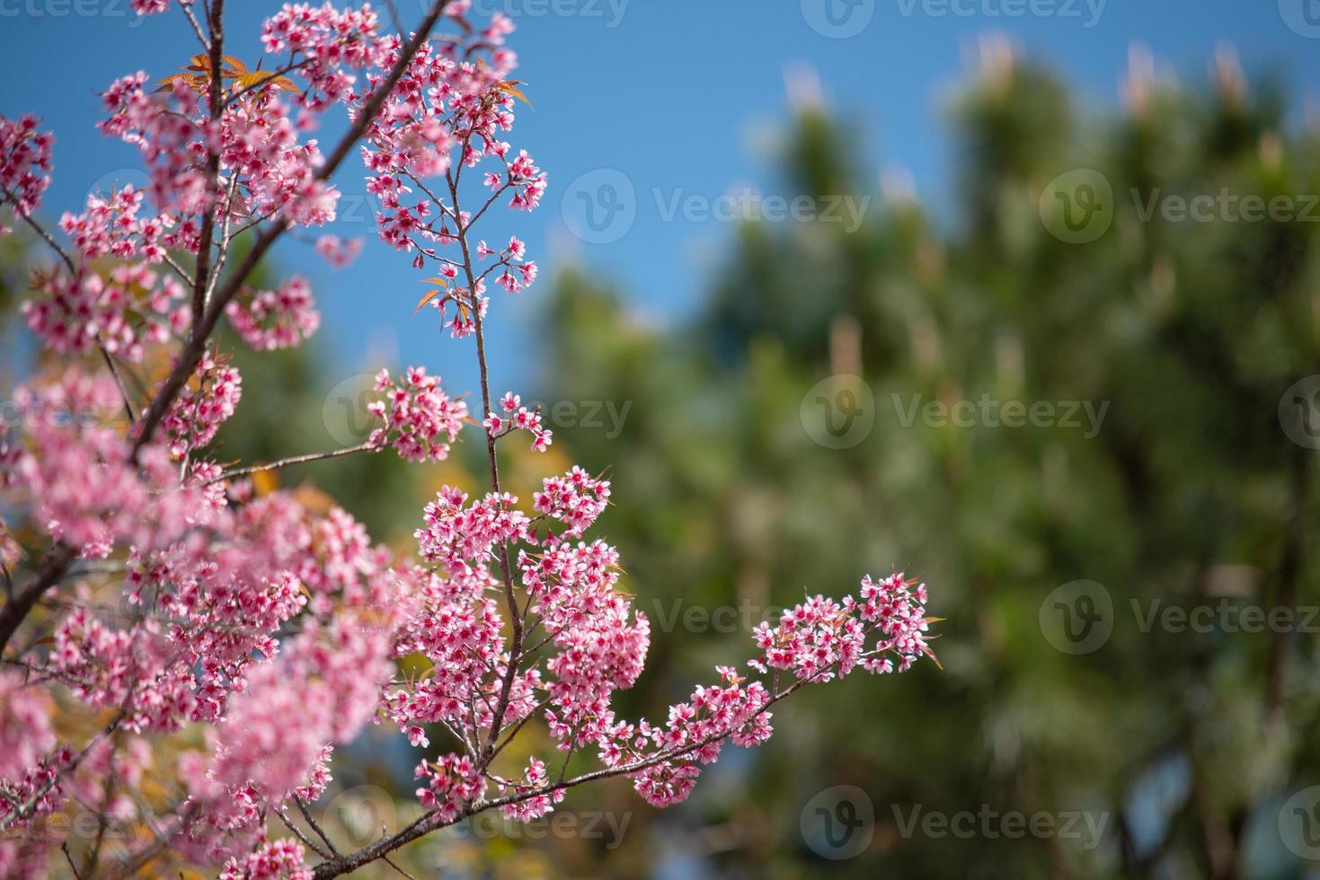 hermosa flor de cerezo sakura foto