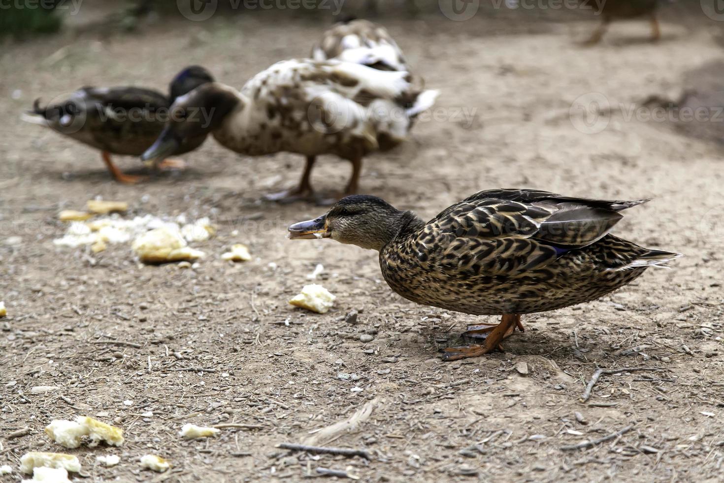 patos comiendo pan foto