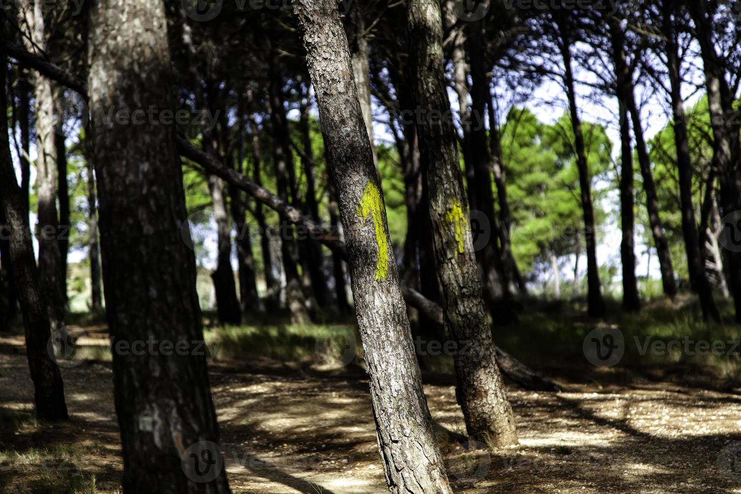 Trees with yellow arrows photo