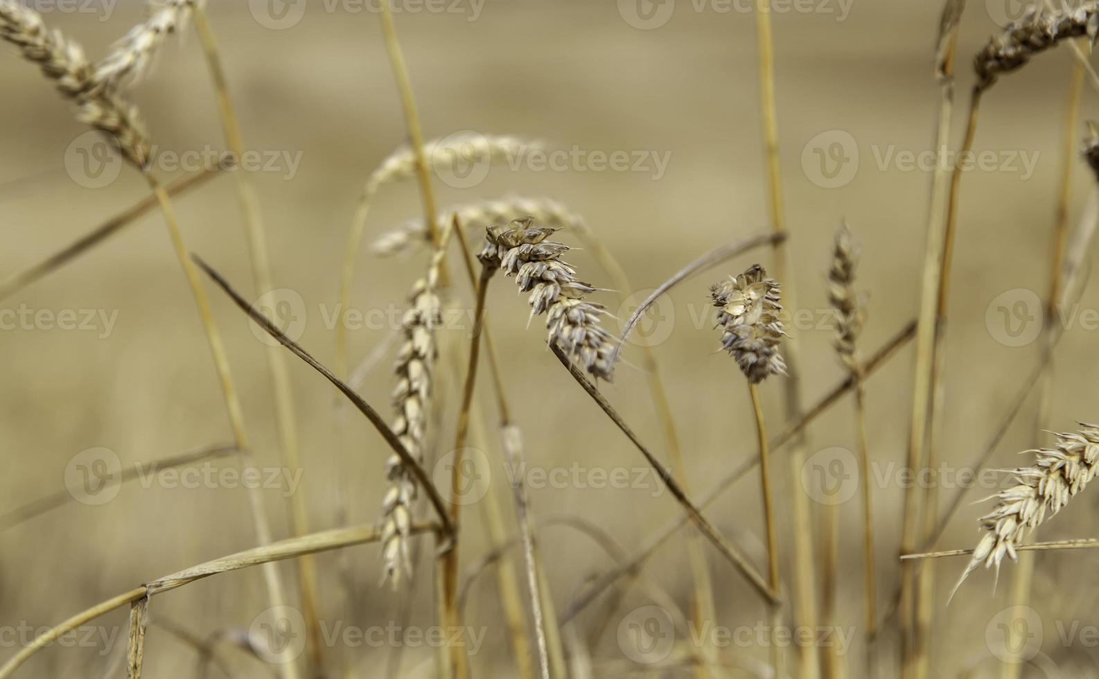 Wheat in a wheat field photo