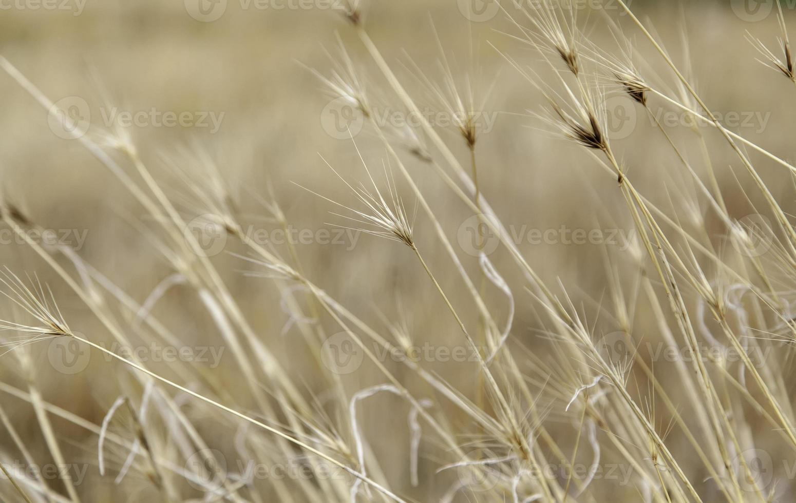 Wheat in a wheat field photo