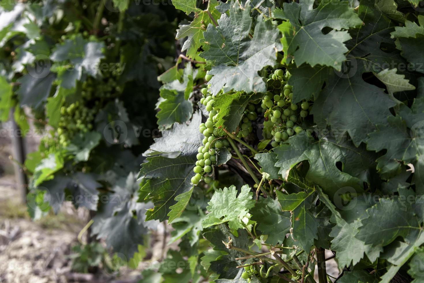 Grapes in a vines photo