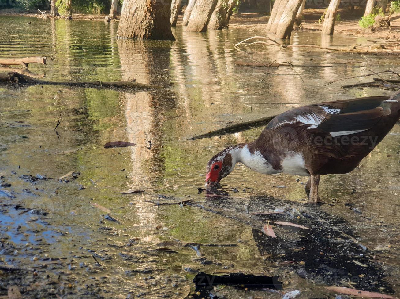 El pato se alimenta en el lago athalassa contra hermosos reflejos de corteza de árbol foto
