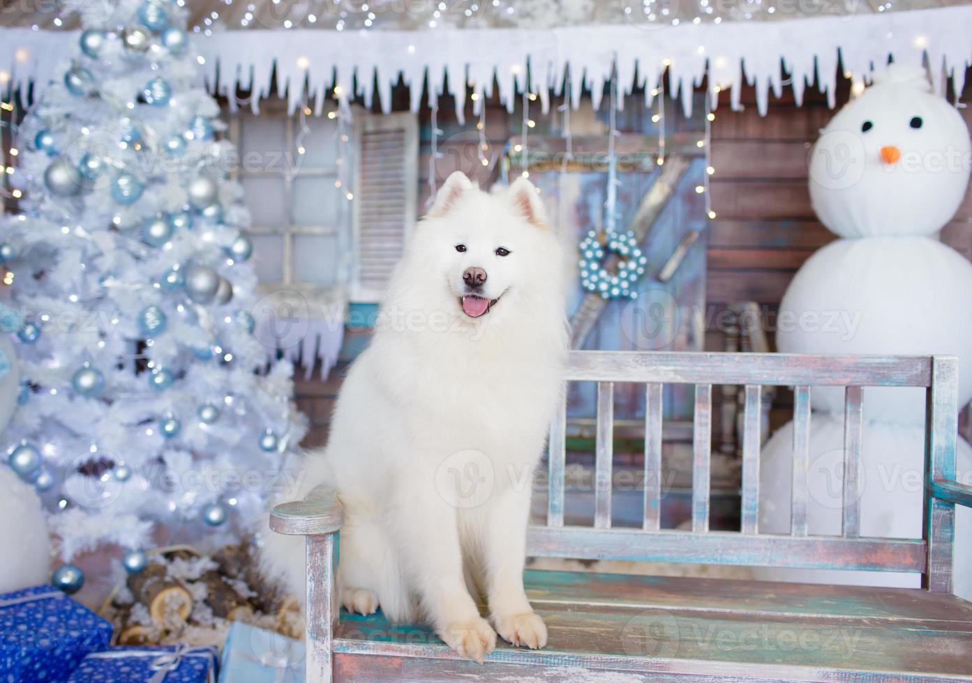 Sitting samoyed dog with Christmas decorations on background photo