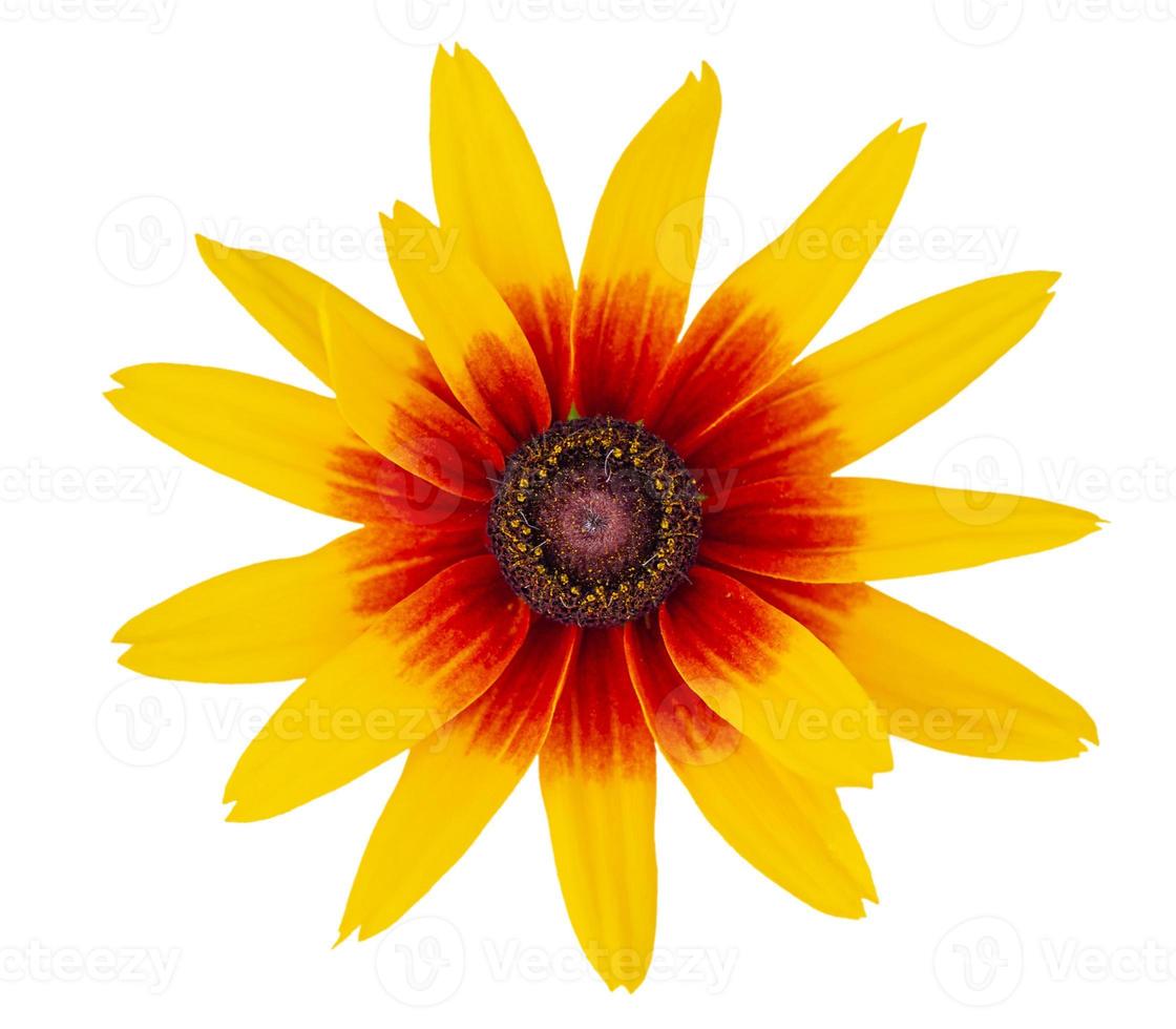 Yellow flower isolated on white background photo