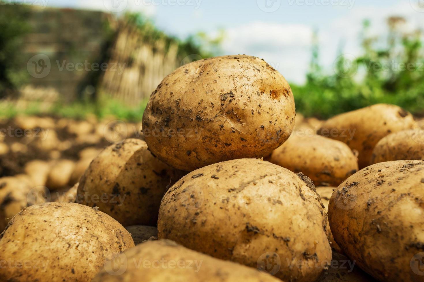 Close up of fresh organic potatoes. Harvesting potatoes. photo