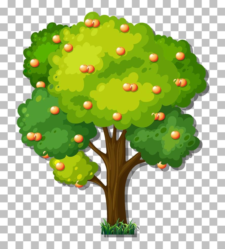 Orange tree isolated vector