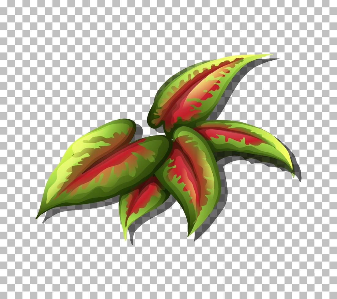 Tropical leaf isolated vector