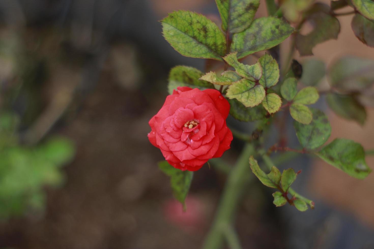 rosa roja natural en el bosque foto