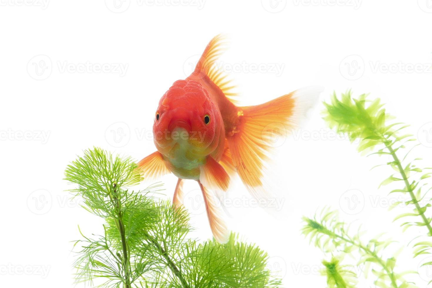 Goldfish swimming on white background photo