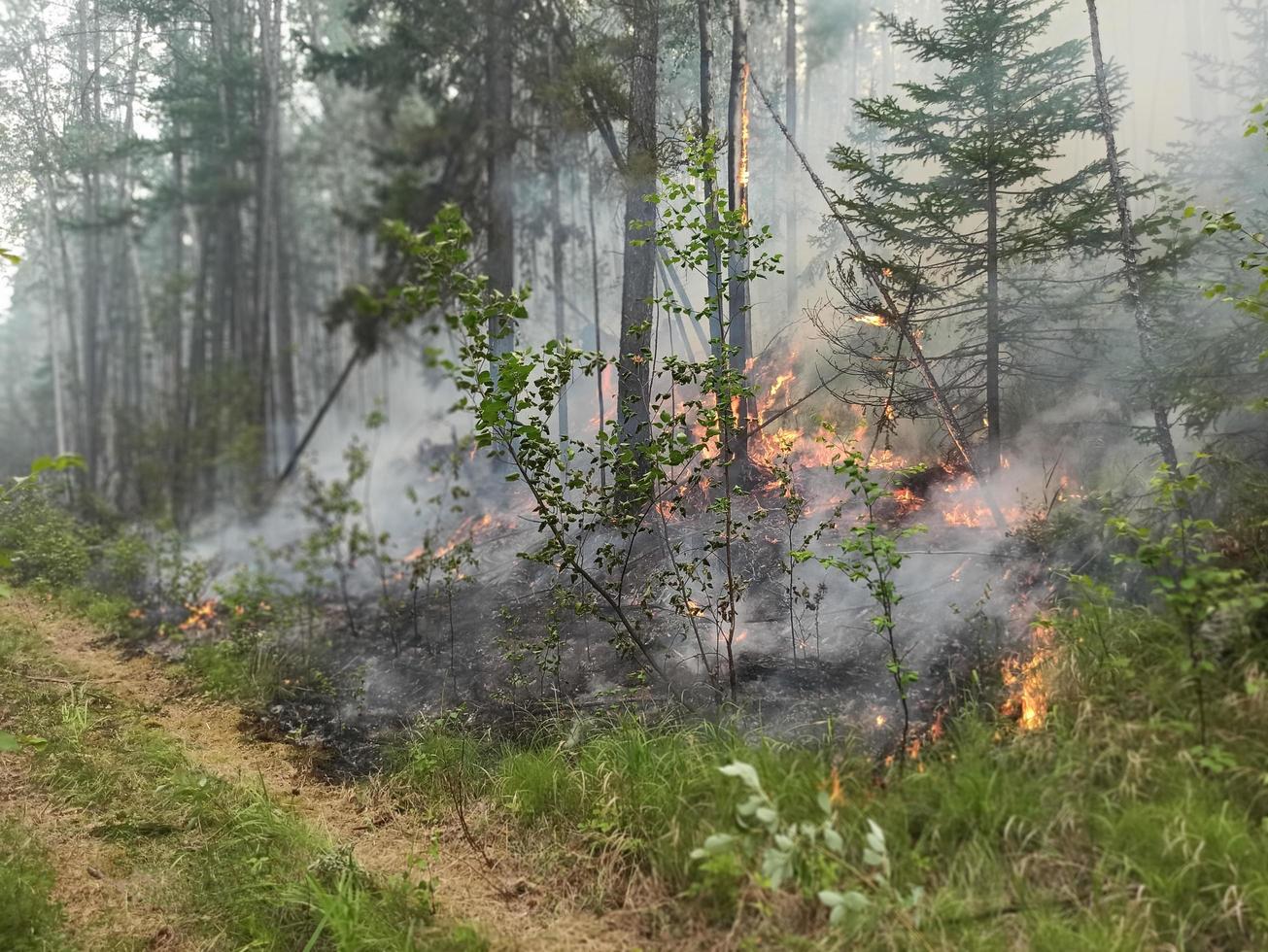 Forest fire. Forest burning in Yakutia. dangerous spontaneous natural photo