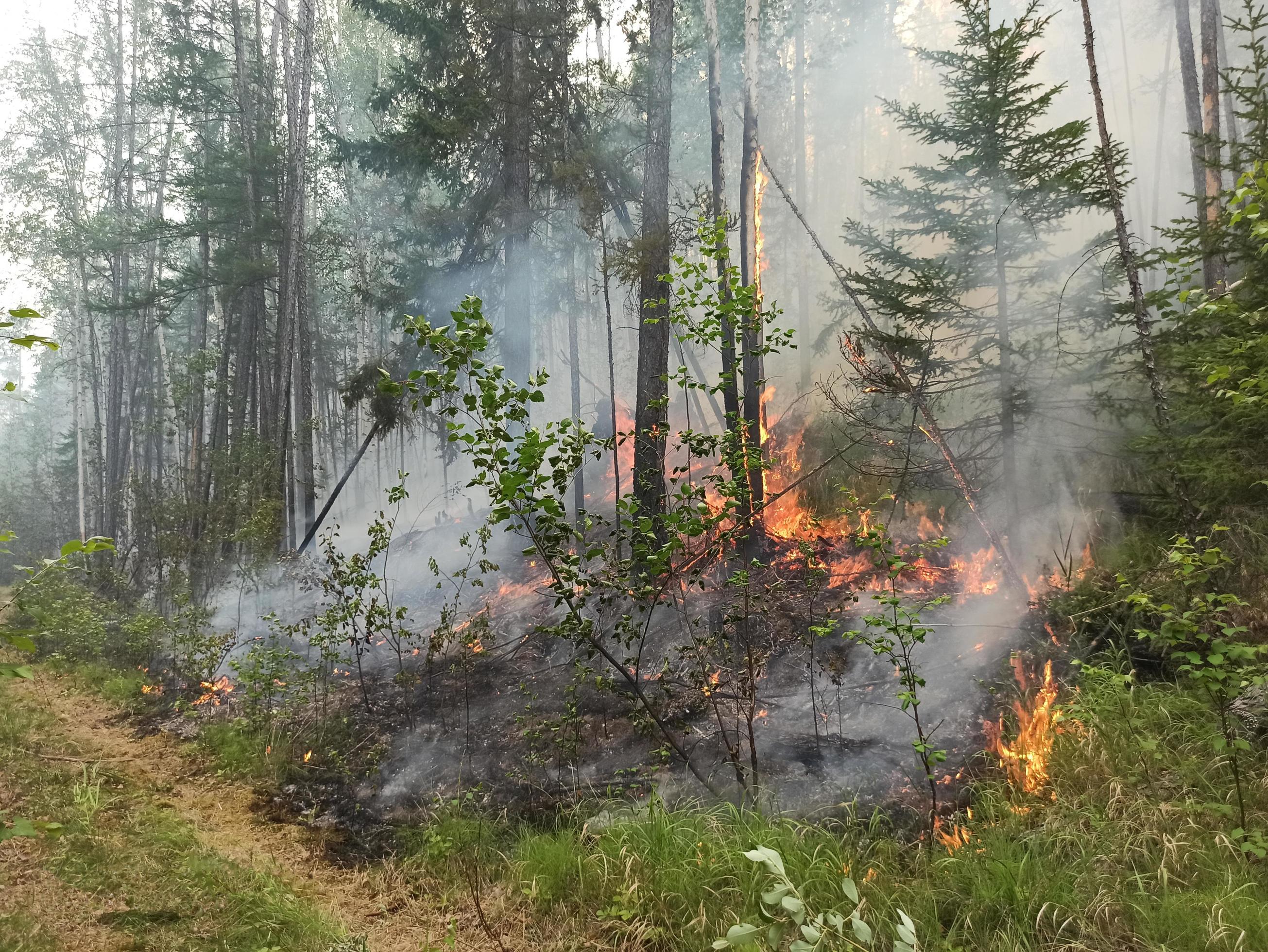 Forest fire. Forest burning in Yakutia. dangerous spontaneous natural