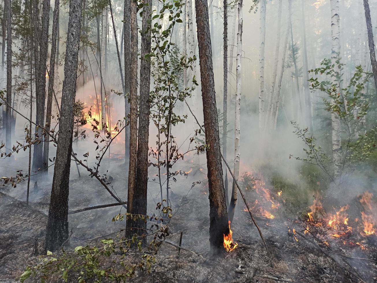 incendio forestal. quema de bosques en yakutia. peligroso natural espontáneo foto