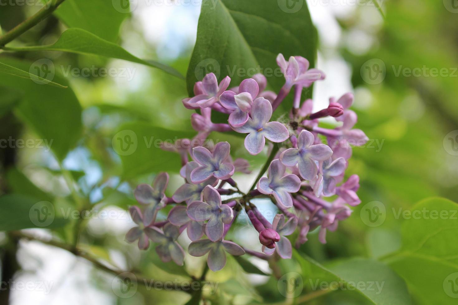 Lilac flowers on a tree among green foliage photo