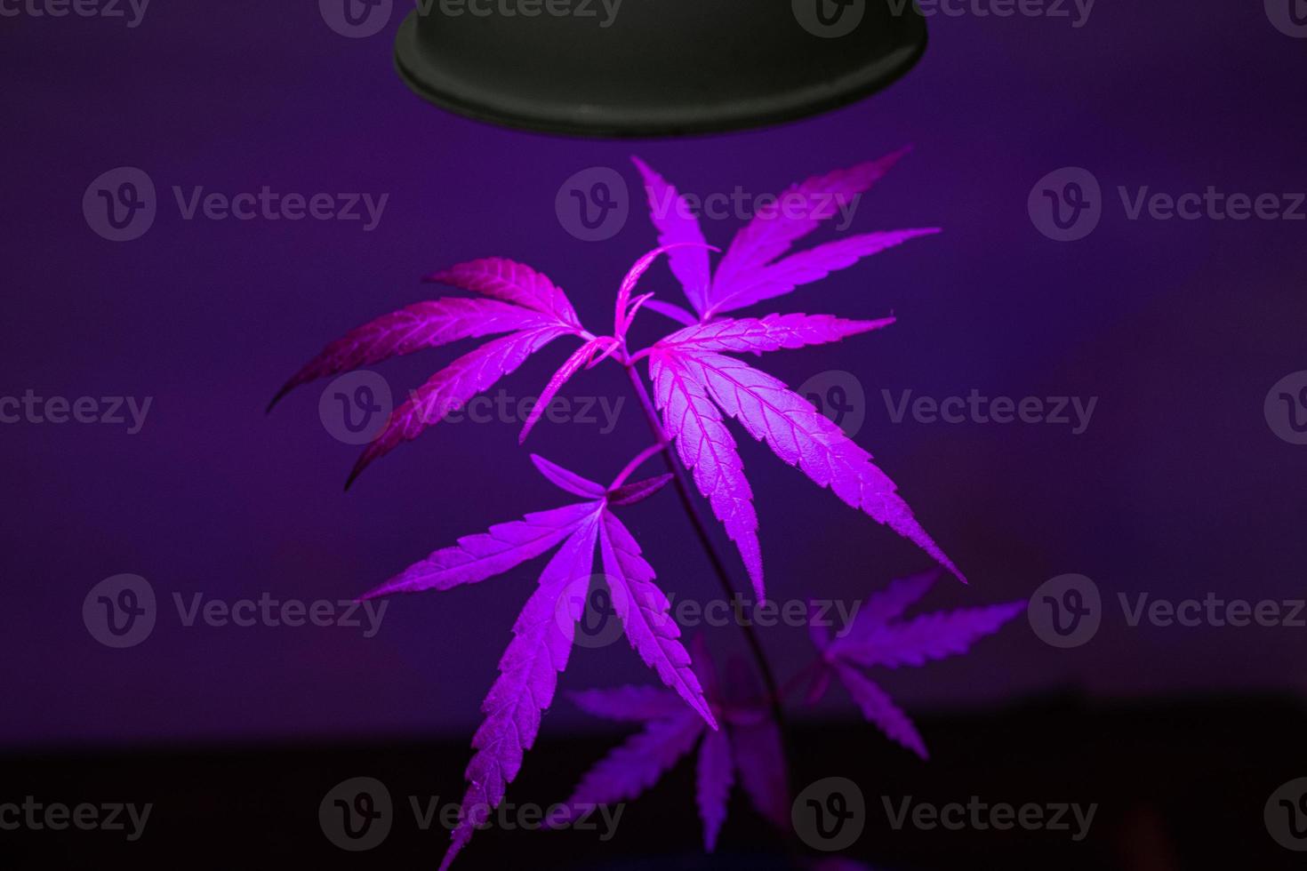 Plant sapling cannabis growing in pot with LED grow light photo