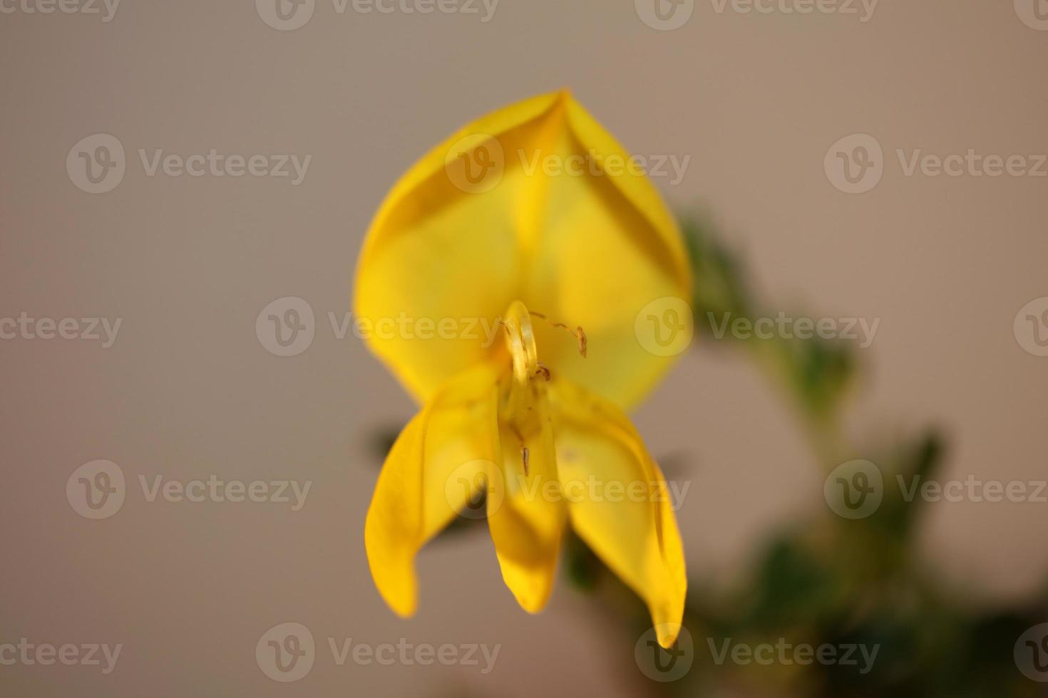 Flor flor cerrar Spartium jenceum familia leguminosae botanicaly foto