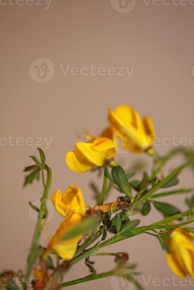 Flower blossom close up spartium jenceum family leguminosae botanicaly photo